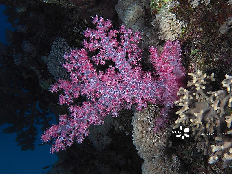 树珊瑚(Dendronephthya hemprichi)。埃及红海Abu Fendera潜水点图片素材
