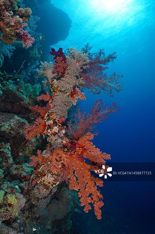背光下的克鲁青格氏软珊瑚(树状软珊瑚)。潜水地点:埃及红海圣约翰图片素材