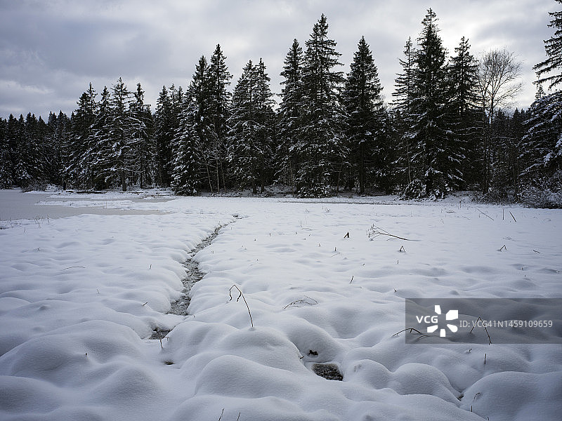 Frozen Etang de la Gruère lake and tree with snow图片素材