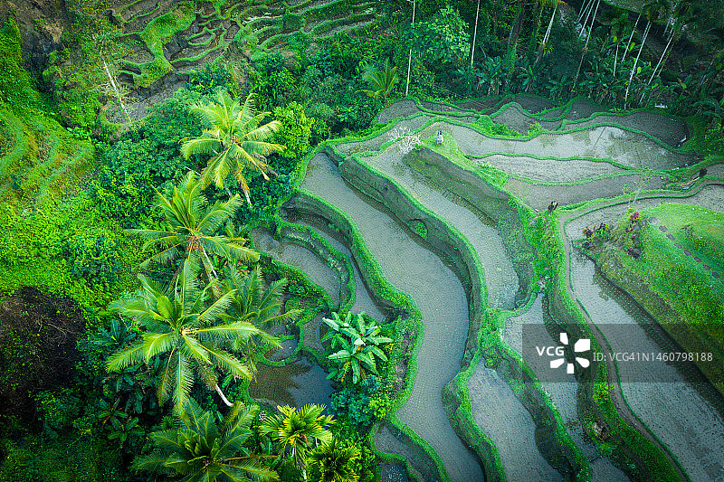 巴厘岛乌布的稻田图片素材