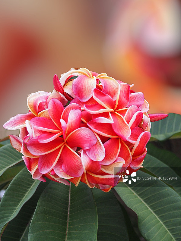 粉红色开花植物的特写图片素材