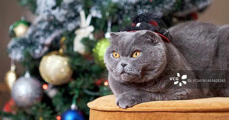 圣诞树旁的苏格兰折耳猫。豪华的家养宠物躺在沙发上，背景是装饰好的圣诞树。圣诞快乐的概念，在家庆祝新年。节日的背景图片素材