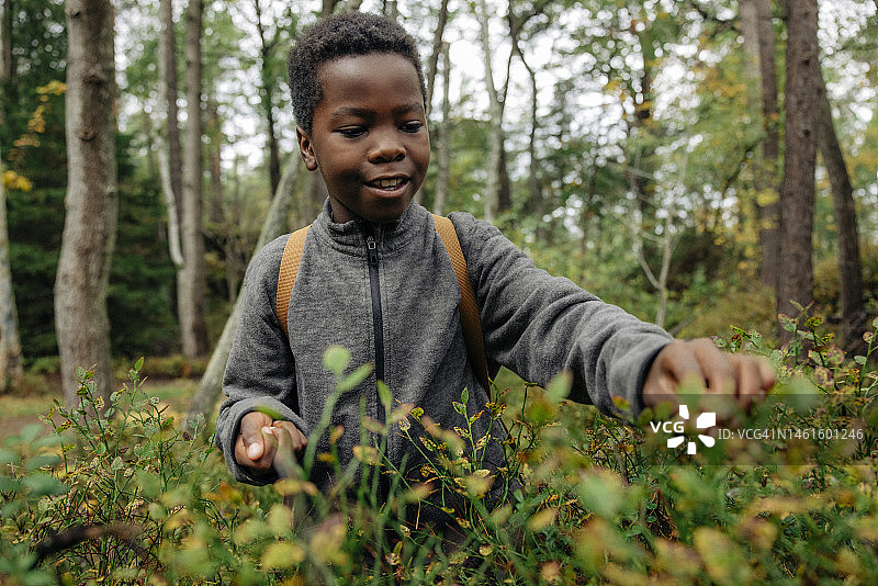 假期里，好奇的男孩在森林里采摘浆果图片素材