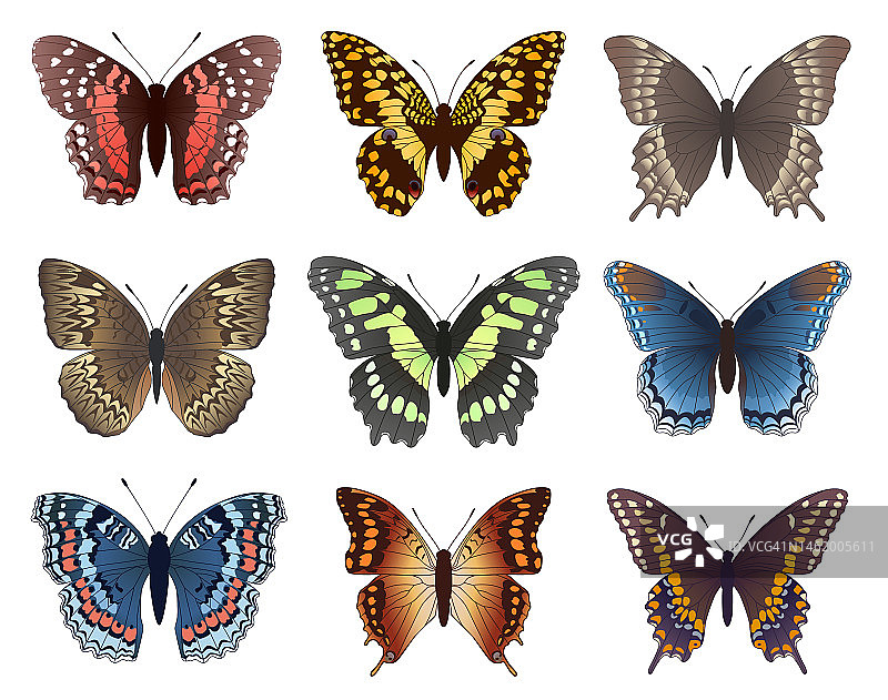彩色蝴蝶的收藏。向量集。图片素材