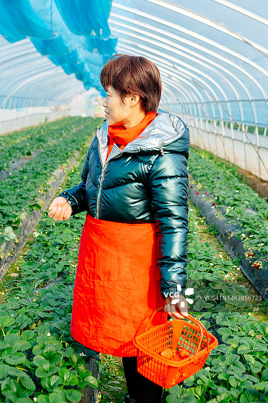 一位亚洲农妇在温室里种草莓图片素材