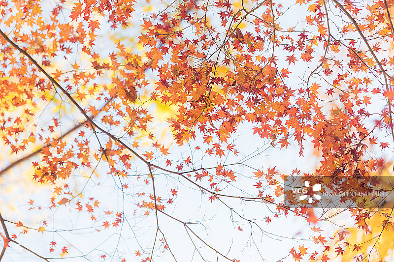 低角度视角的枫树对天空，日本图片素材