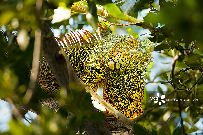 树上鬣蜥的低角度视图，迈阿密，佛罗里达，美国，美国图片素材