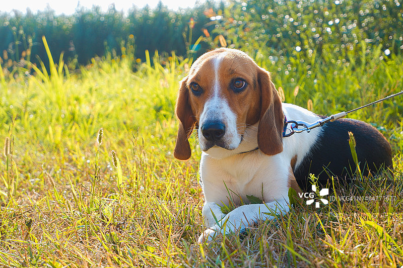 宠物。比格犬爱沙尼亚猎犬。可爱的小狗在夕阳的余晖中漫步在绿色的草坪上。图片素材