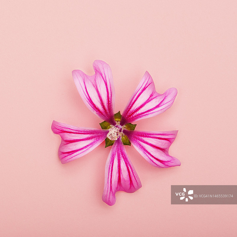单个粉红色的花在粉红色的背景与复制空间图片素材