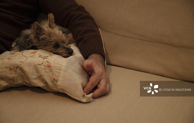 小狗和主人一起睡在沙发上图片素材