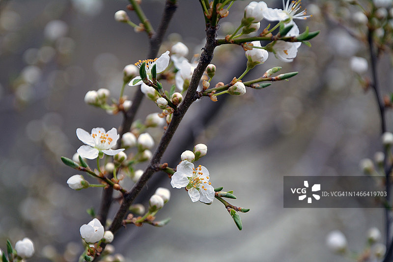 保加利亚，春天的第一天，一棵美丽的树开着白色的花图片素材