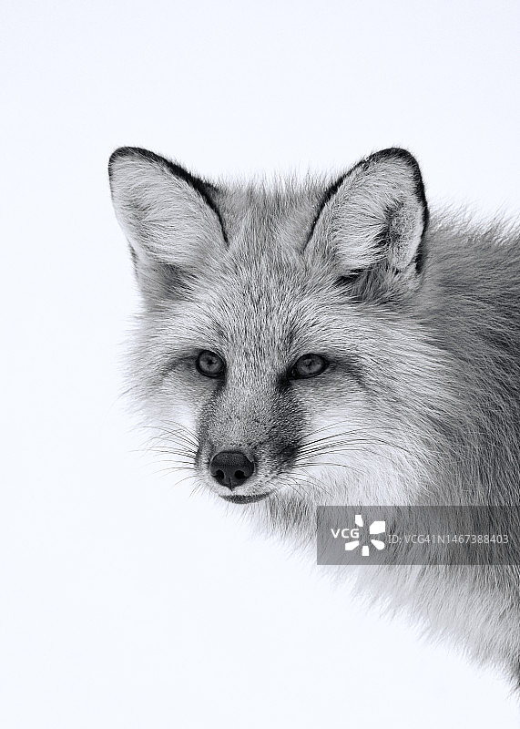 红狐肖像，黑白相间图片素材