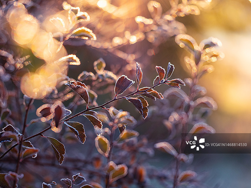 小枝与小红叶覆盖白霜与散景背景，梅多甜灌木图片素材