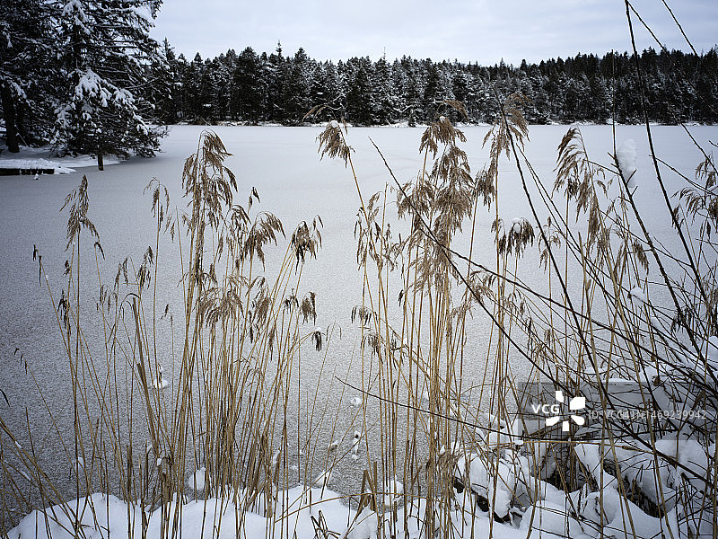 冬季结冰的埃坦德拉格鲁埃湖和树木和芦苇植物图片素材