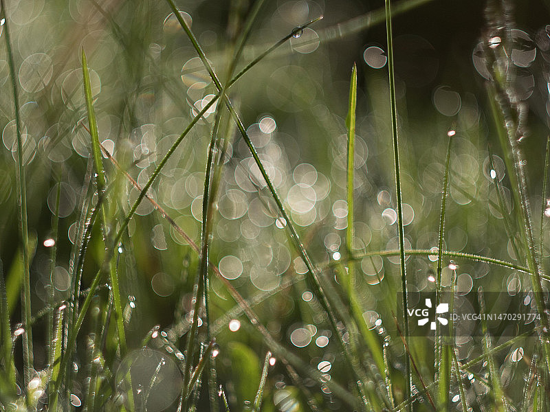 在雨季潮湿的植物叶子特写图片素材