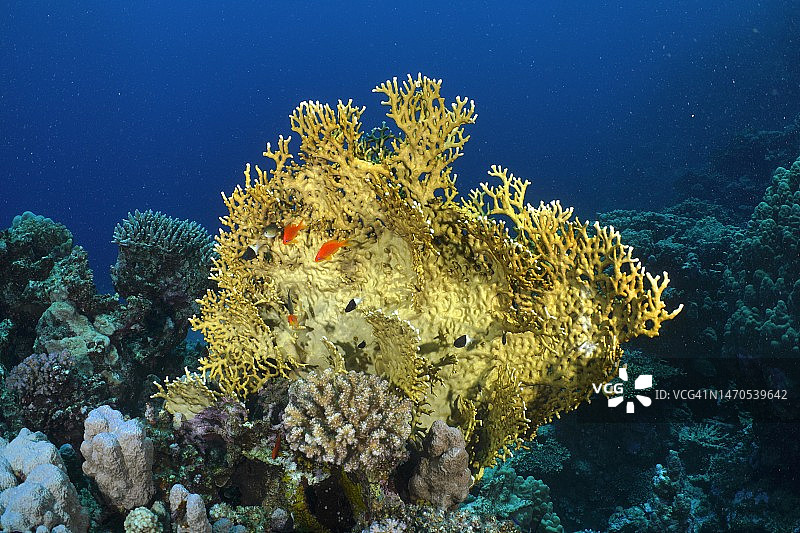 网火珊瑚(Millepora dichotoma)，潜水地点房子礁，红树林湾，El Quesir，红海，埃及图片素材