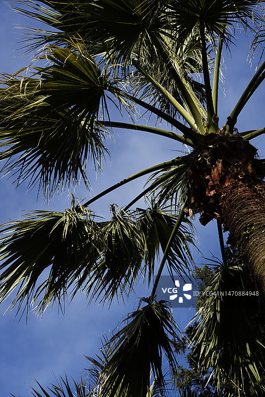 棕榈树映衬着天空图片素材