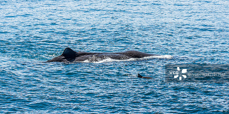 抹香鲸和黑海豚图片素材