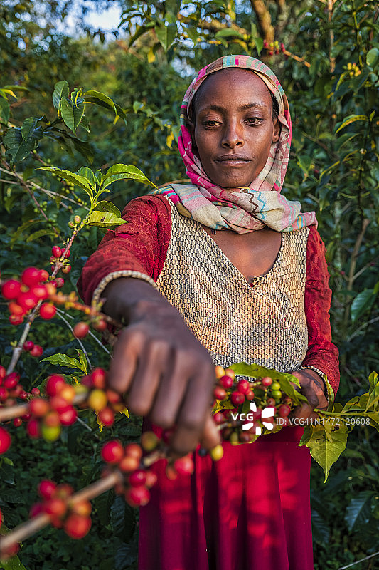 年轻的非洲妇女收集咖啡樱桃，东非图片素材