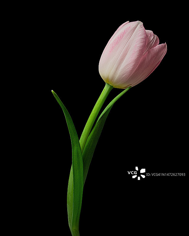 粉红色的白色郁金香，绿色的茎和叶孤立在黑色背景工作室特写镜头，乌克兰图片素材