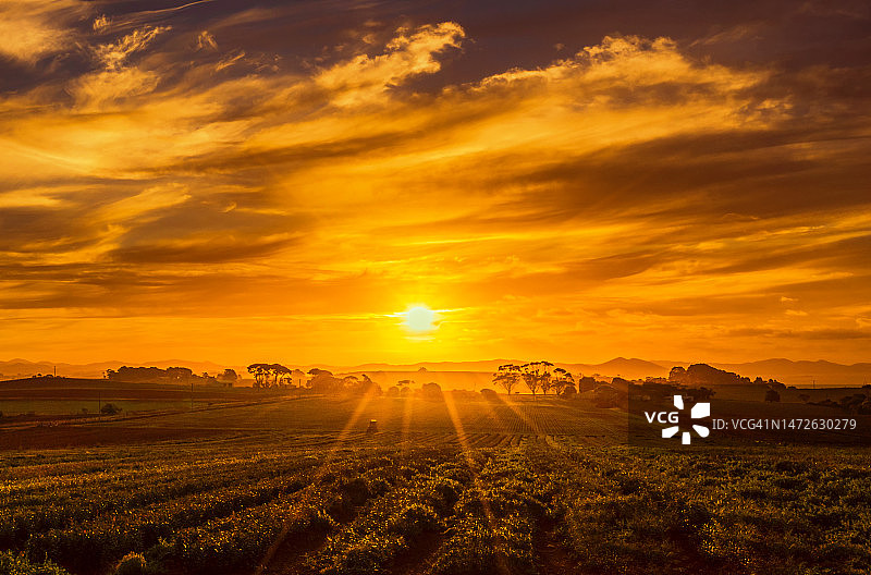 在日落期间，塔斯马尼亚，澳大利亚，田野对天空的风景图片素材