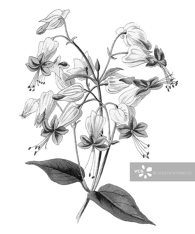 旧的植物色版插图，出血的荣耀-凉亭，荣耀-凉亭，袋花或出血的心藤(Clerodendrum thomsoniae)图片素材