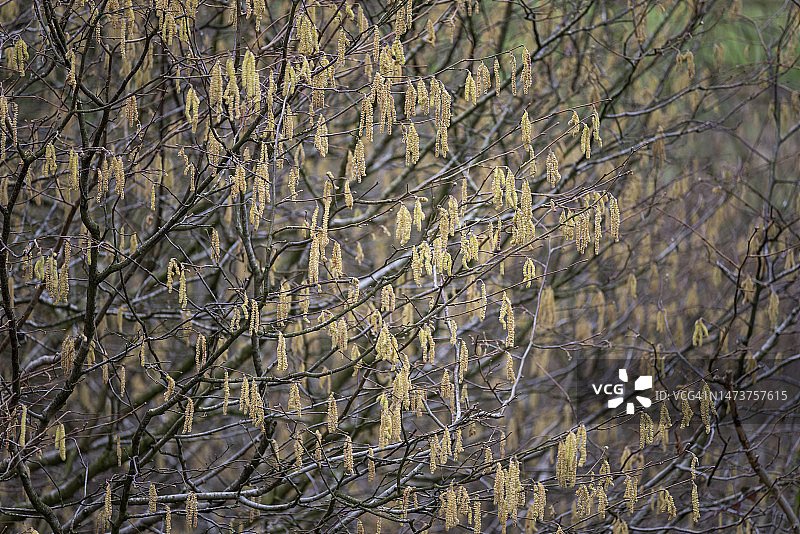 英国乡间晚冬的榛子柳絮图片素材