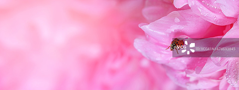 精致的粉红色牡丹花和花瓣瓢虫。浪漫的横幅与免费复制的文本空间图片素材