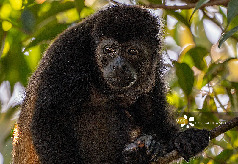 哥斯达黎加太平洋海岸曼努埃尔·安东尼奥国家公园的野生吼猴图片素材