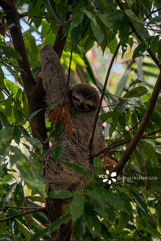 哥斯达黎加太平洋海岸曼努埃尔·安东尼奥国家公园的野生三趾树懒宝宝图片素材