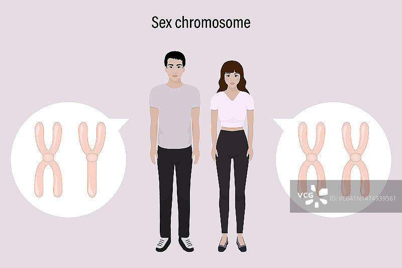 性染色体结构。男性和女性。生物研究。X染色体和Y染色体。图片素材