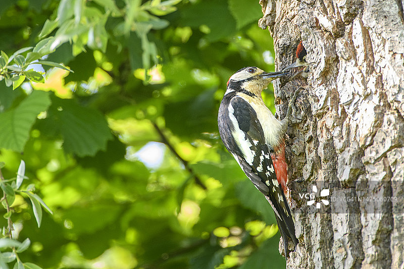 大斑点啄木鸟喂小鸡在它的洞在一棵树在春天图片素材