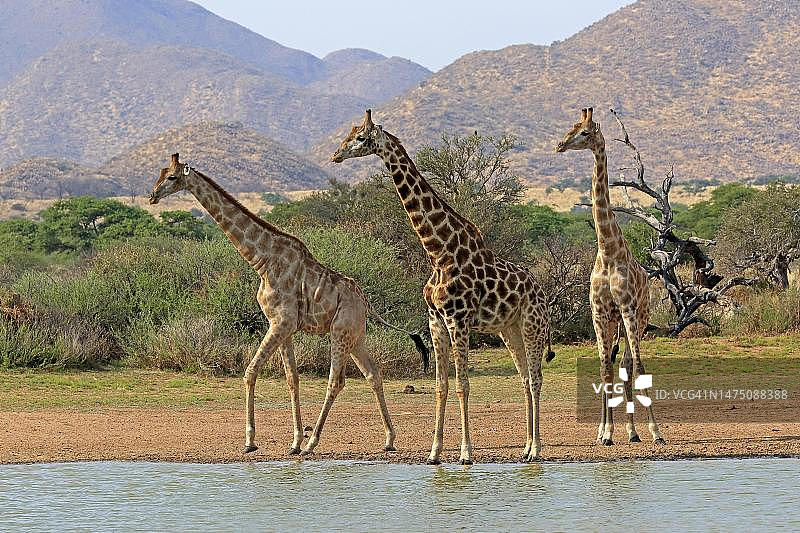 南部长颈鹿(Giraffa camelopardalis Giraffa)，成年，在水，水坑，群，茨瓦鲁野生动物保护区，卡拉哈里，北开普，南非图片素材