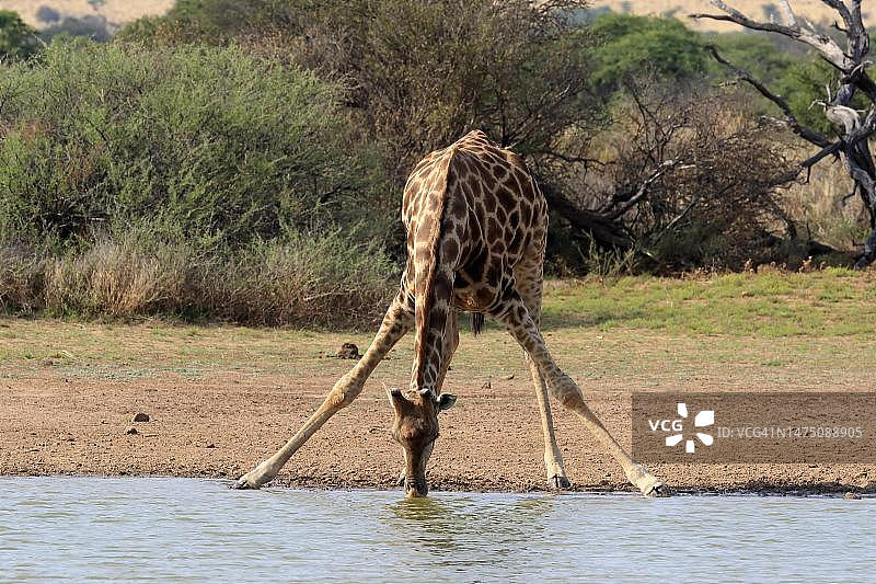 南部长颈鹿(Giraffa camelopardalis Giraffa)，成年，在水边，饮水，水坑，茨瓦鲁野生动物保护区，卡拉哈里，北开普，南非图片素材