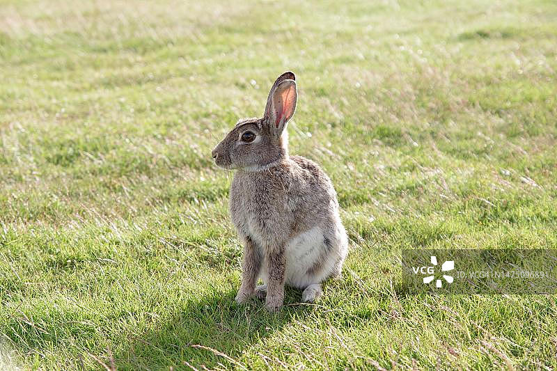欧洲兔子(Oryctolagus cuniculus)，野兔，野生，草地，外面，德国，草坪上一只野兔的特写图片素材
