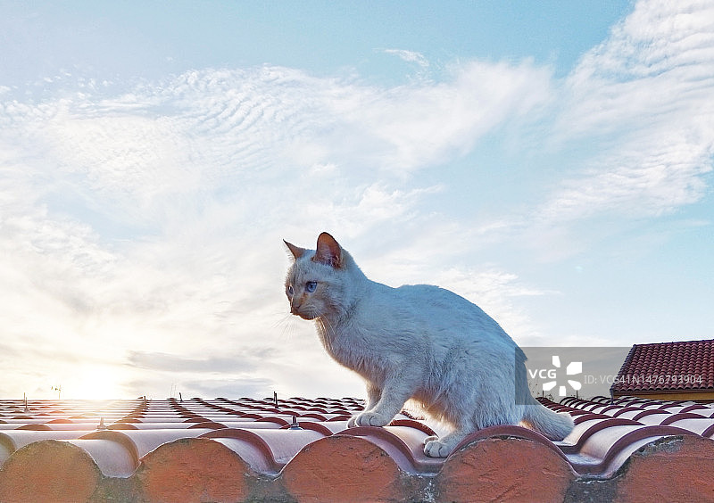 日落时分屋顶上的猫图片素材