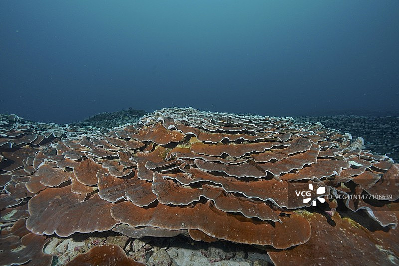 巨大的莴苣珊瑚(Pachyseris)， Sodwana湾国家公园潜水地点，马普塔兰海洋保护区，夸祖鲁-纳塔尔省，南非图片素材