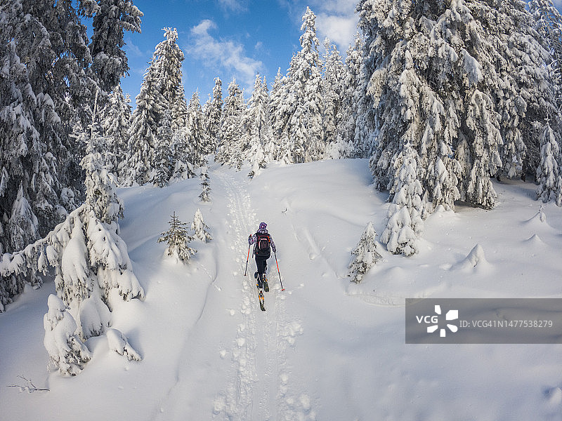 女人与大背包滑雪旅游通过针叶林小径覆盖着粉状雪的背影图片素材