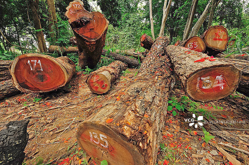 森林里的树干被非法砍伐。图片素材
