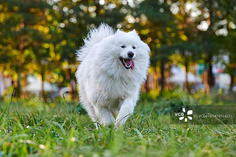 白色萨摩耶犬在乌克兰文尼察的草地上奔跑图片素材