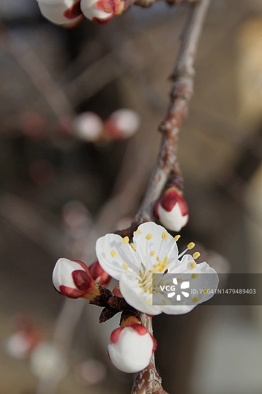 白色樱花特写，卡帕多西亚，土耳其图片素材