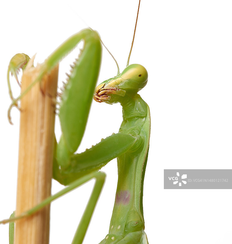 绿色的小螳螂坐在一根木棍上，昆虫孤立在白色背景，罗马尼亚图片素材