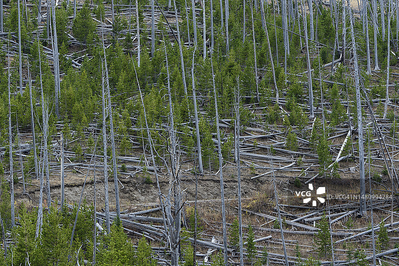 黄石国家公园，新生森林中的枯树图片素材