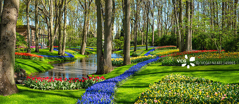 荷兰库肯霍夫公园的郁金香图片素材