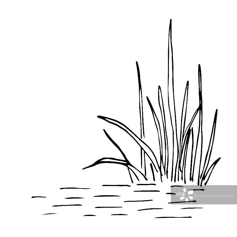 简单的矢量墨水素描。水中的一丛草。芦苇，沼泽植物。自然和植被。黑色轮廓图。图片素材
