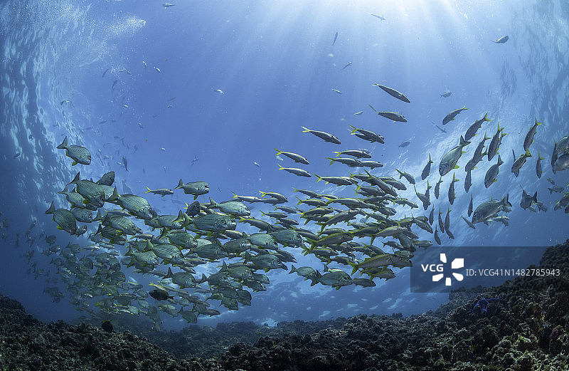 大群鲷鱼，朱利安岩，新南威尔士州，澳大利亚。图片素材