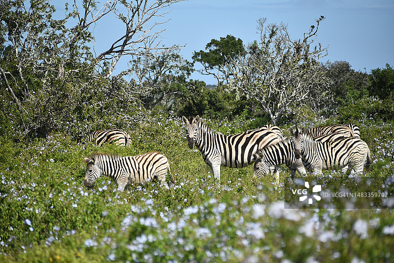 近距离拍摄一群被蓝色野花包围的野生南非斑马图片素材