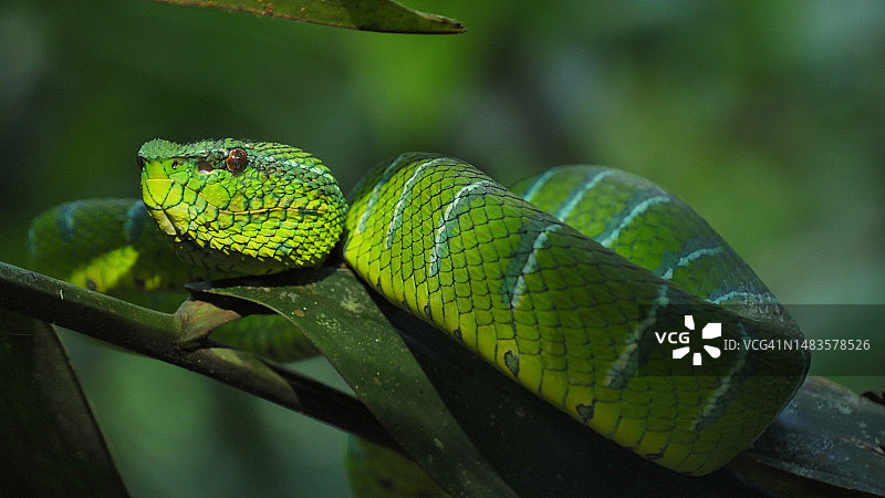 奇特的绿蛇特写免费公共领域CC0图像，泰国图片素材
