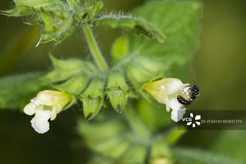汗蜂(Lasioglossum)用花粉咬开花药，柠檬香蜂(Melissa officinalis)，瑞士索洛图恩图片素材