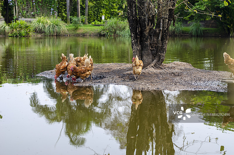 一群棕色的小鸡在天然池塘里喝水。图片素材